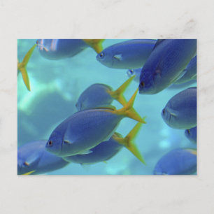 Cartão Postal A escola saiu!