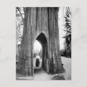 Cartão Postal A famosa Árvore Bicicleta do Snohomish