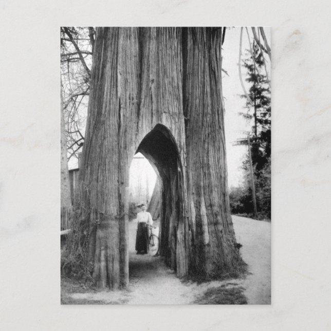 Cartão Postal A famosa Árvore Bicicleta do Snohomish (Frente)