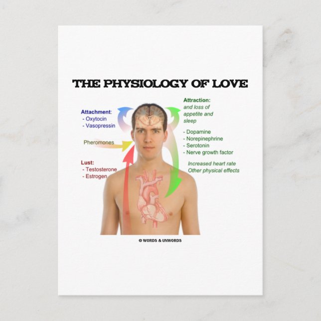 Cartão Postal A Fisiologia Do Amor (Sintomas Do Amor) (Frente)