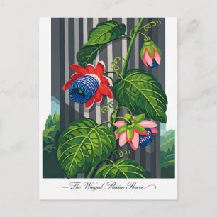 Cartão Postal A Flor de Maracujá Alada Arte Botânica