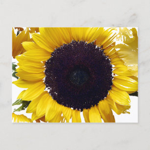 Cartão Postal A Flor do Sol