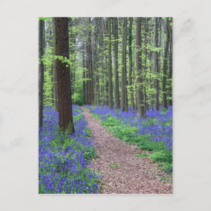 Cartão Postal A Floresta de Halle Halle, Bélgica