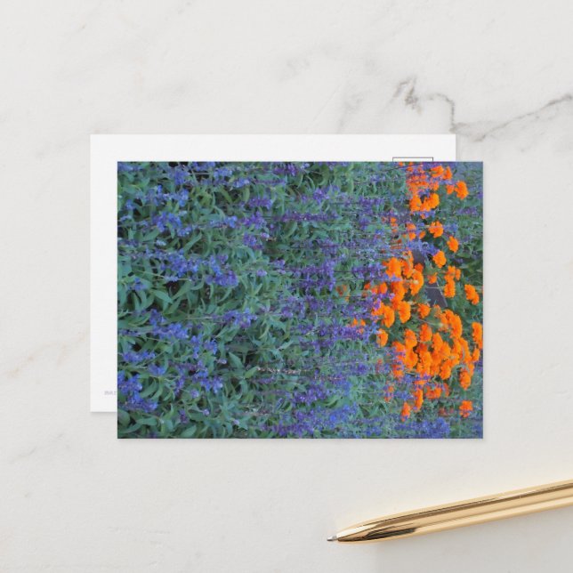 Cartão Postal A flower garden of blue salvia and marigolds.  (Frente/Verso In Situ)