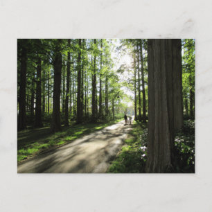 Cartão Postal A Forest Walk: Parque de Mizumoto, Tóquio