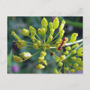 Cartão Postal A Formiga, A Mosca e a Erva Daninha