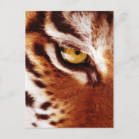 A fotografia do olho do Tigre