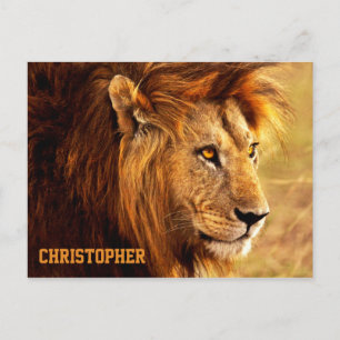 Cartão Postal A Fotografia Noble Lion