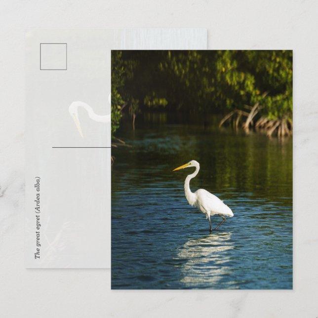 Cartão Postal A garça-branca (Ardea alba) (Frente/Verso)