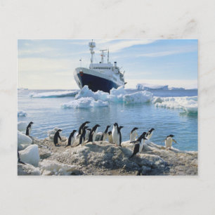 Cartão Postal A Group Of Penguins Standing On An Icy Beach
