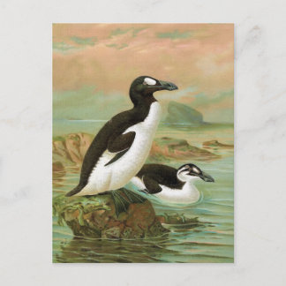 Cartão Postal A ilustração do Excelente Auk Vintage Bird