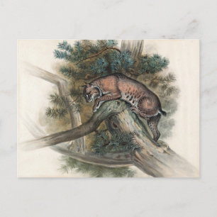 Cartão Postal A Lynx norueguesa por Joseph Wolf