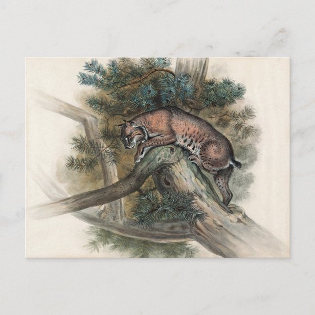 Cartão Postal A Lynx norueguesa por Joseph Wolf (Frente)