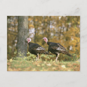 Cartão Postal A male Female Turkey Pair Photograph in Fall