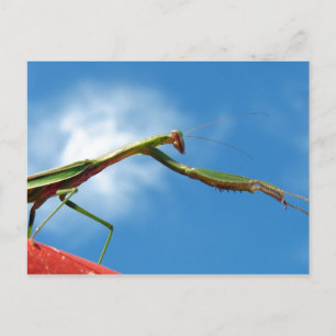 Cartão Postal A Mantis