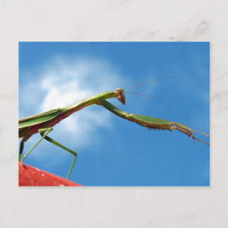 Cartão Postal A Mantis