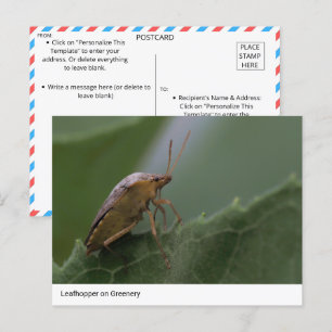 Cartão Postal A maravilha da natureza: Leafhopper em Greenery