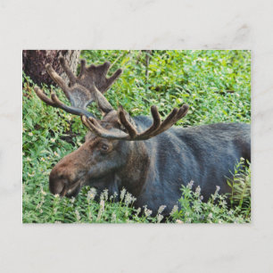 Cartão Postal A Moose