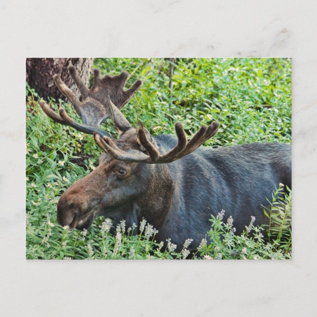Cartão Postal A Moose (Frente)