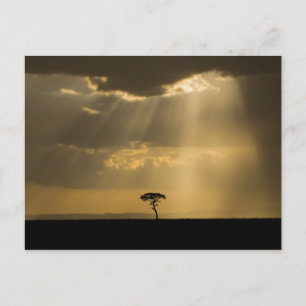 Cartão Postal A mystical sunset on return to camp in the