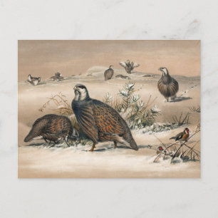 Cartão Postal A Neve-Partridge do Cáspio por Joseph Wolf