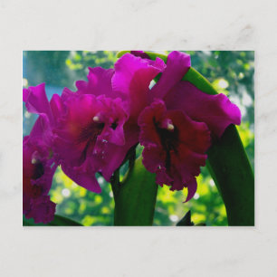 Cartão Postal A Orquídea