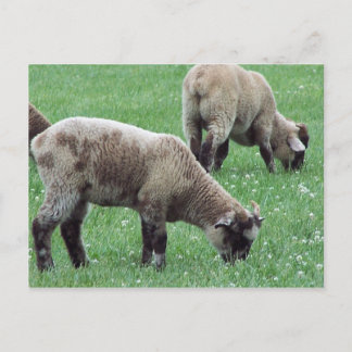 Cartão Postal A ovelha do Monte Vernon...