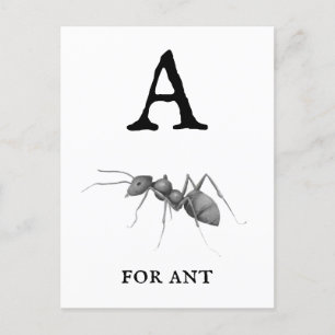 Cartão Postal "A" para Ant