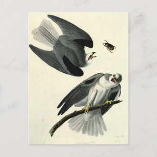 Cartão Postal A pipa branca de Audubon