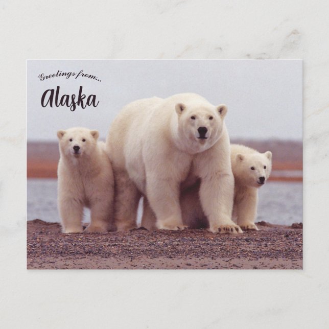 Cartão Postal A Polar Bear Mother With Her Cubs in Alaska (Frente)