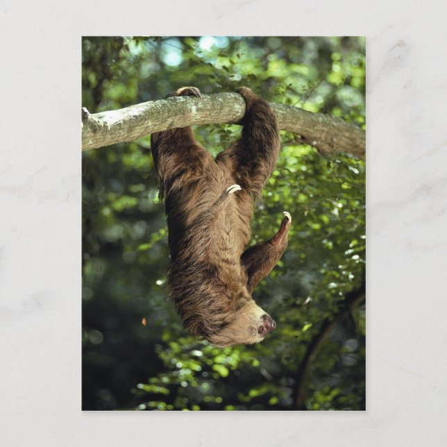 Cartão Postal A preguiça-de-coleira de Hoffmann (Frente)