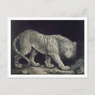 Cartão Postal A Prowling Tiger (pencil on paper)