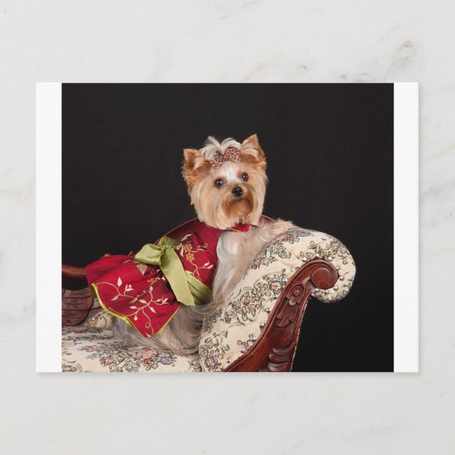 Cartão Postal A Rainha Yorkie (Frente)