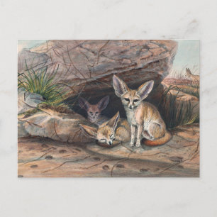 Cartão Postal A Raposa Fennec por Joseph Wolf
