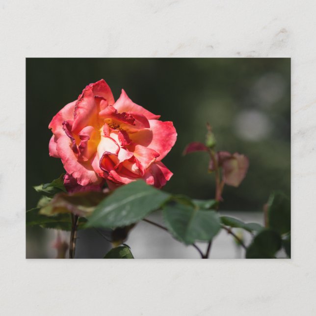 Cartão Postal A Rosa Murchando (Frente)