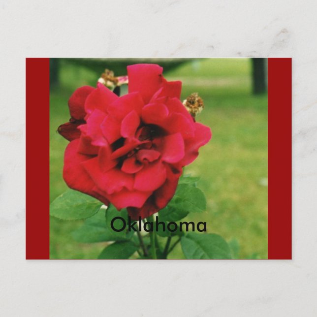 Cartão Postal A Rosa vermelha (Frente)