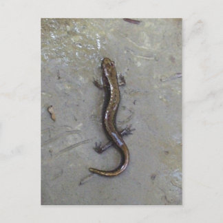 Cartão Postal A Salamandra