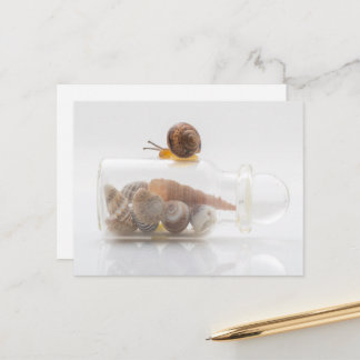 Cartão Postal A snail and seashells