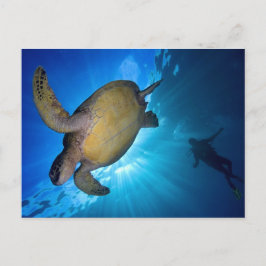 Cartão Postal A Tartaruga do Mar e o Mergulhador