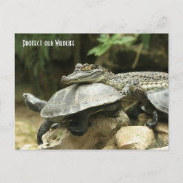 Cartão Postal A tartaruga e a placa de Posto Crocodilo