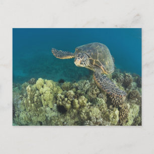 Cartão Postal A Tartaruga Marinha Verde, (Chelonia mydas), é a 2