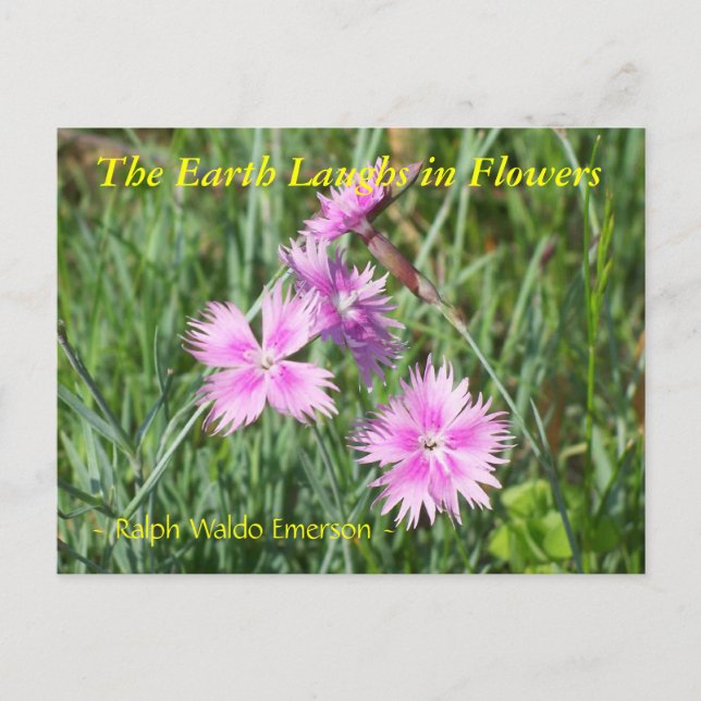 CARTÃO POSTAL A TERRA RIVE EM FLORES - DIANTHUS (Frente)