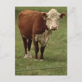 Cartão Postal A vaca de Hereford diz olá!