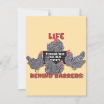 A vida atrás das barracas (barred Plymouth Rock He