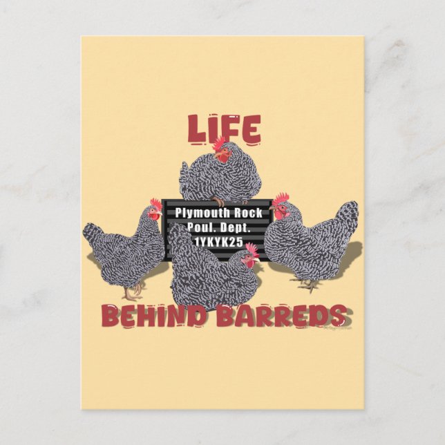 Cartão Postal A vida atrás das barracas (barred Plymouth Rock He (Frente)