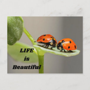 Cartão Postal A vida é bela - Ladybug