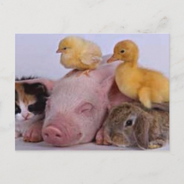 CARTÃO POSTAL A VIDA É BOA (Frente)