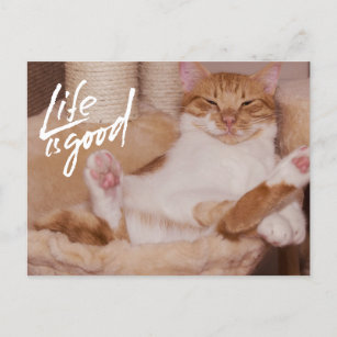 Cartão Postal A vida é um bom gato-de-laranja, doce e engraçado