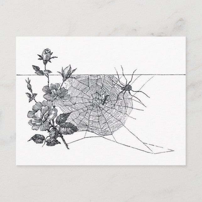 Cartão Postal A Web de aranha do vintage e aumentou (Frente)
