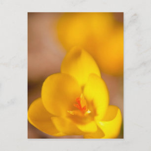 Cartão Postal A yellow crocus blooms in Portsmouth, New